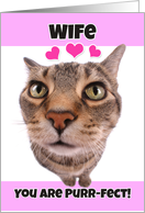 Happy Valentine’s Day Wife Cute Kitty Cat card