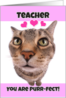 Happy Valentine’s Day Teacher Cute Kitty Cat card