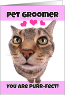 Happy Valentine’s Day Pet Groomer Cute Kitty Cat card