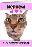Happy Valentine’s Day Nephew Cute Kitty Cat card