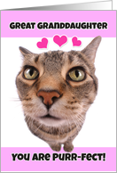 Happy Valentine’s Day Great Granddaughter Cute Kitty Cat card