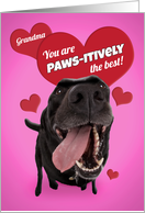 Happy Valentine’s Day Grandma Funny Dog Humor card