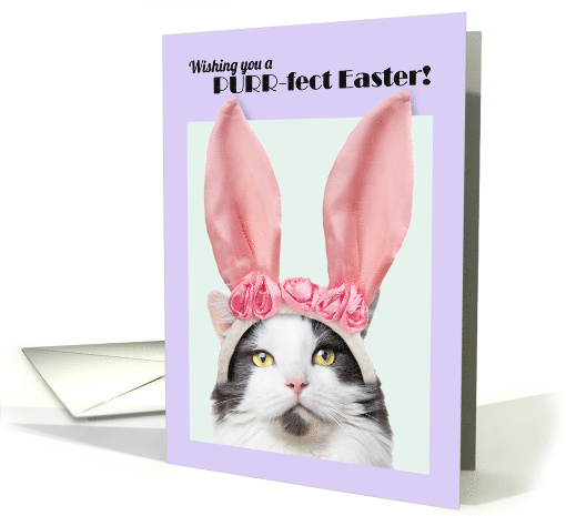Happy Easter For Anyone Cute Cat in Bunny Ears Humor card (1552782)