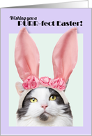 Happy Easter For Anyone Cute Cat in Bunny Ears Humor card
