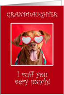 Happy Valentine’s Day Granddaughter Pit Bull Dog in Heart Glasses card