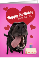 Happy Birthday from the Dog Cute Dog With Cake card