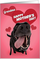 Happy Mother’s Day Grandma Cute Black Lab with Hearts Humor card
