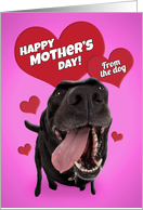 Happy Mother’s Day From the Dog Cute Black Lab with Hearts Humor card