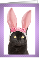 Happy Easter For Anyone Funny Bunny Cat in Rabbit Ears Humor card