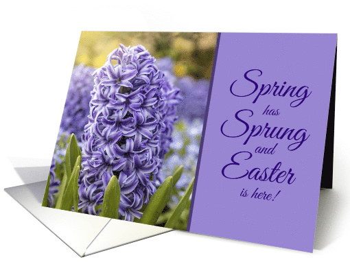 Happy Easter For Anyone Beautiful Purple Hyacinth Photograph card