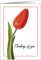 Thinking of You Pretty Red Tulip card