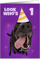 Happy 1st Birthday Funny Dog in Party Hat Humor card