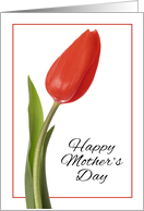 Happy Mother’s Beautiful Red Tulip card