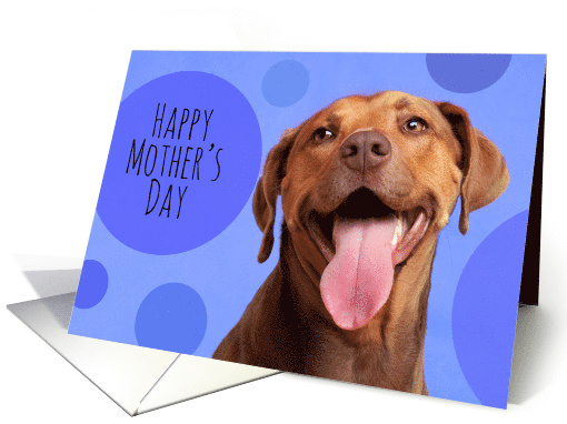 Happy Mother's Day Smiling Dog Humor card (1567390)