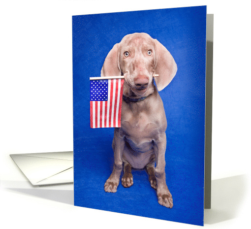 Happy Fourth of July Patriotic Puppy Humor card (1573066)