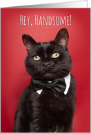 Happy Birthday Handsome Cat in Bow Tie Humor card