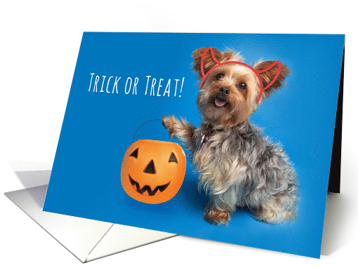 Happy Halloween For Anyone Yorkshire Terrier Humor card (1574896)