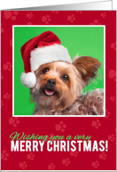 Merry Christmas for Anyone Cute Yorkie in Santa Hat card
