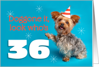 Happy 36th Birthday Yorkie in a Party Hat Humor card