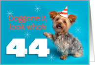 Happy 44th Birthday Yorkie in a Party Hat Humor card