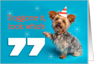 Happy 77th Birthday Yorkie in a Party Hat Humor card
