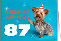 Happy 87th Birthday Yorkie in a Party Hat Humor card