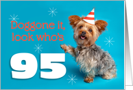 Happy 95th Birthday Yorkie in a Party Hat Humor card