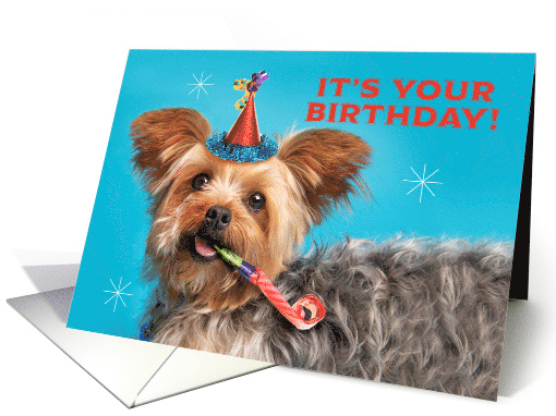 Happy Birthday For Anyone Cute Yorkshire Terrier in Party Hat card