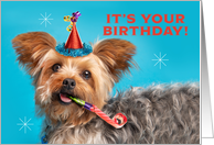 Happy Birthday For Anyone Cute Yorkshire Terrier in Party Hat card