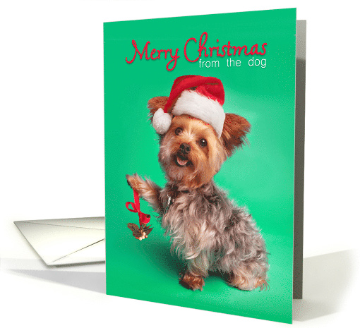 Merry Christmas From the Dog Yorkie in Santa Hat Humor card (1576470)