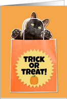 Happy Halloween For Anyone Black Cat in Bag Humor card