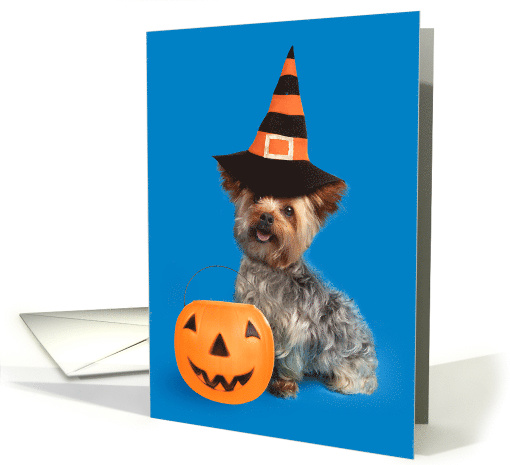 Happy Halloween or Anyone Yorkie Dog in Witch Hat Humor card (1578886)