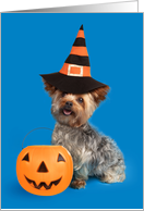 Happy Halloween or Anyone Yorkie Dog in Witch Hat Humor card