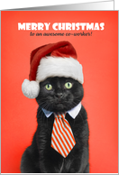 Merry Christmas Co-worker Cat in Santa Hat Humor card