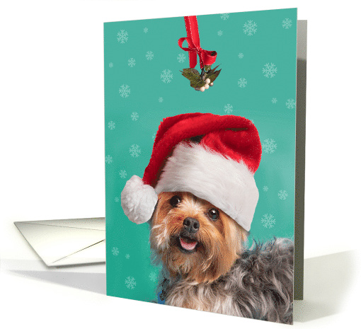 Merry Christmas For Anyone Cute Yorkie Dog Under Mistletoe card