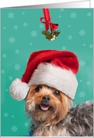 Merry Christmas For Anyone Cute Yorkie Dog Under Mistletoe card