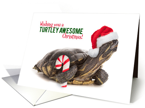 Merry Christmas For Anyone Cute Turtle in Santa Hat Humor card