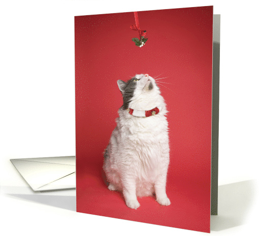 Merry Christmas Cute Kitty Under Mistletoe Humor card (1586022)