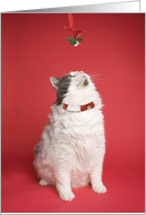 Merry Christmas Cute Kitty Under Mistletoe Humor card