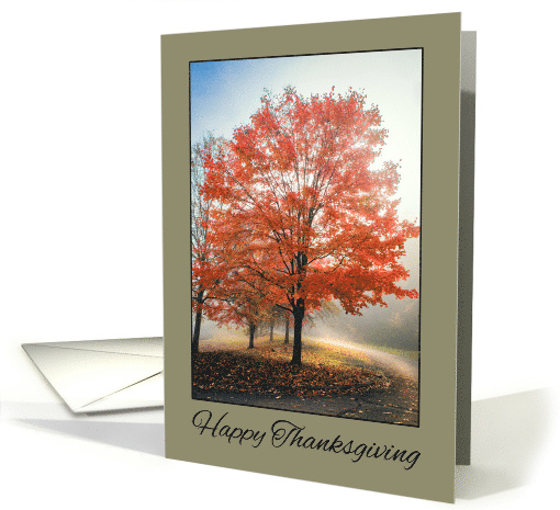 Happy Thanksgiving For Anyone Beautiful Fall Tree Photograph card