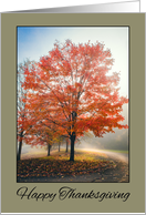 Happy Thanksgiving For Anyone Beautiful Fall Tree Photograph card