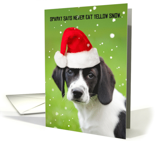 Merry Christmas For Anyone Funny Dog in Santa Hat Humor card (1587952)
