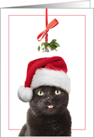 Merry Christmas Cat Under Mistletoe With Tongue Out Humor card