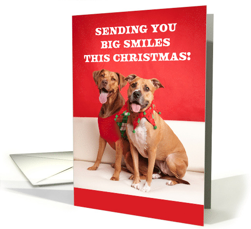 Merry Christmas For Anyone Smiling Pit Bull Dogs Portrait card