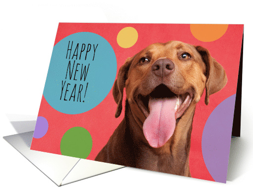 Happy New Year For Anyone Funny Dog Smiling card (1589770)