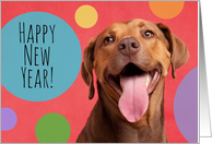 Happy New Year For Anyone Funny Dog Smiling card