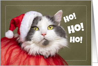 Merry Christmas For Anyone Cute Kitty Dressed For the Holidays card