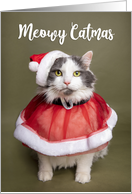 Merry Christmas For Anyone Cute Kitty Dressed in Holiday Outfit Humor card