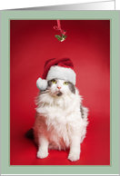 Merry Christmas Pucker Up Cat Under Mistletoe Humor card