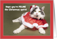 Merry Christmas For Anyone Funny Cat Dressed in Santa Hat and Cape card
